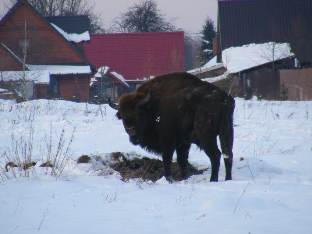 Apartamento Olsik Białowieża Exterior foto
